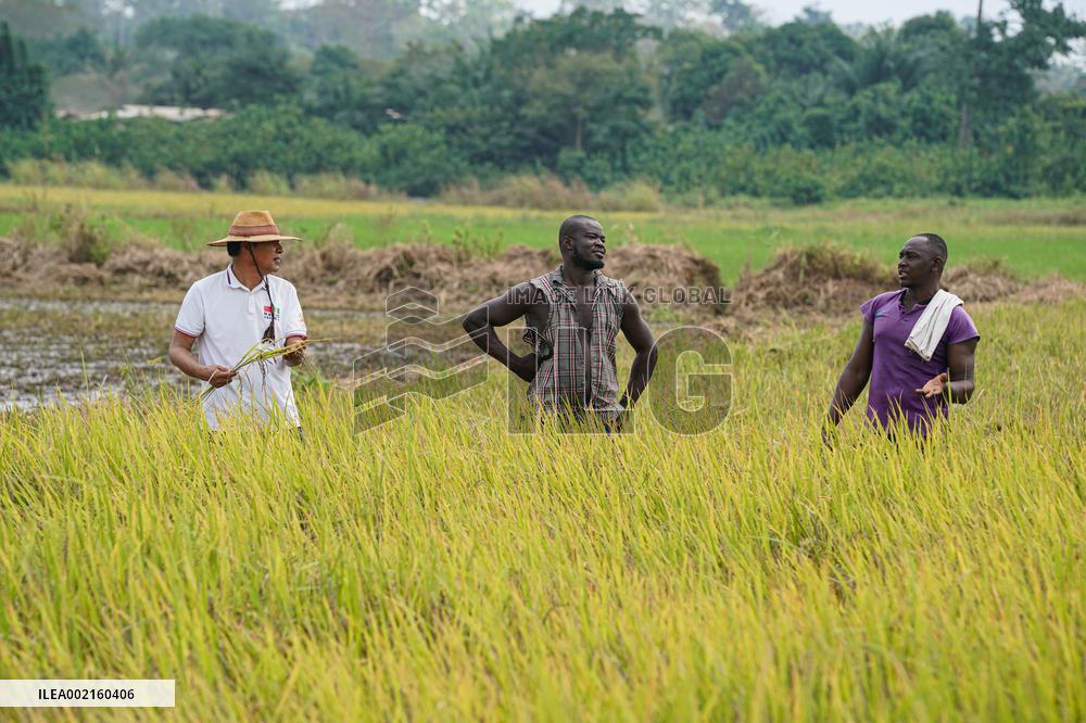 COTE D'IVOIRE-DIVO-CHINESE EXPERTS-PADDY RICE HARVEST