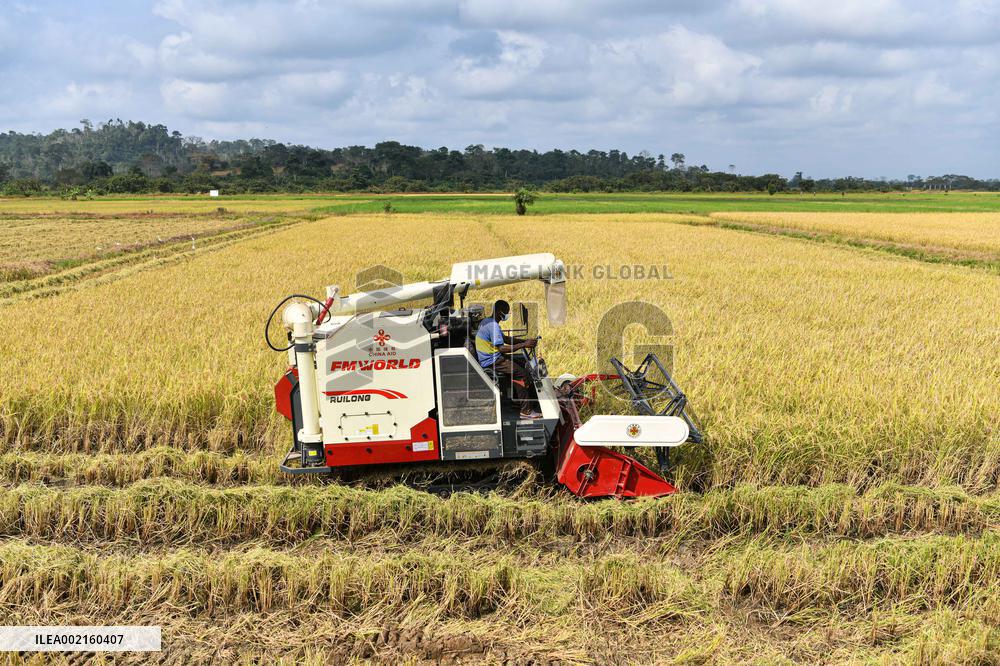 COTE D'IVOIRE-DIVO-CHINESE EXPERTS-PADDY RICE HARVEST