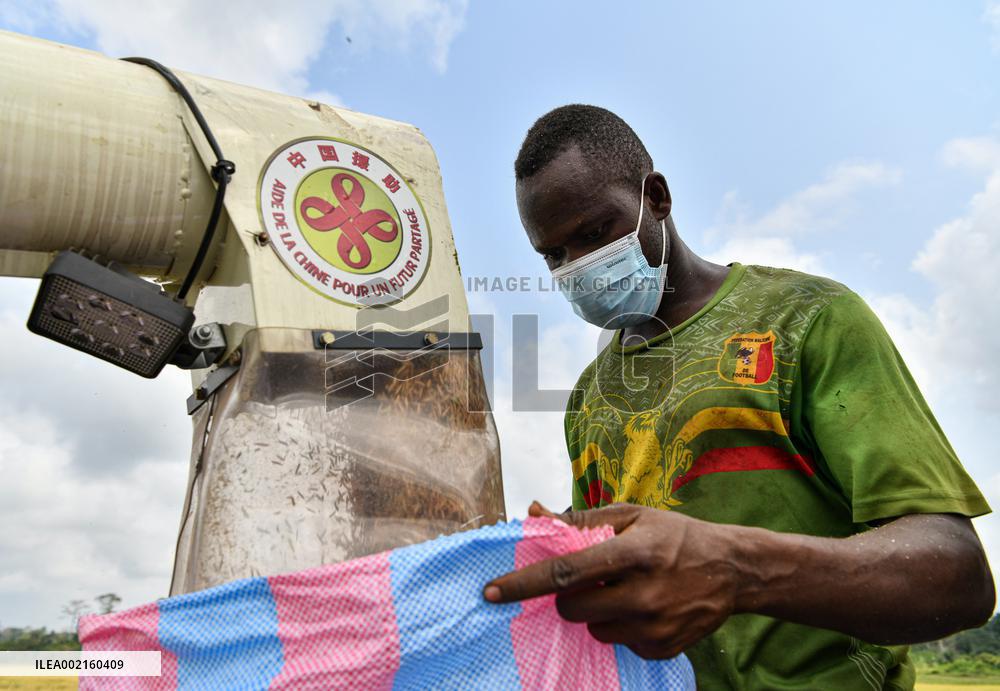 COTE D'IVOIRE-DIVO-CHINESE EXPERTS-PADDY RICE HARVEST