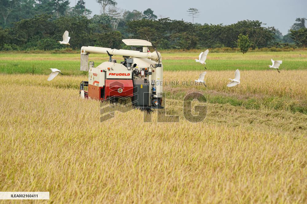 COTE D'IVOIRE-DIVO-CHINESE EXPERTS-PADDY RICE HARVEST