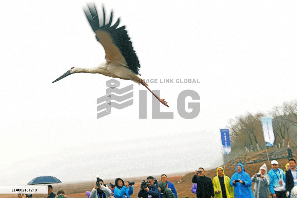 CHINA-ORIENTAL WHITE STORKS-RELEASE INTO WILD (CN)
