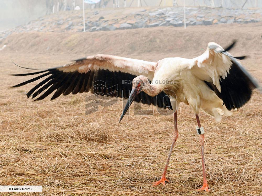 CHINA-ORIENTAL WHITE STORKS-RELEASE INTO WILD (CN)