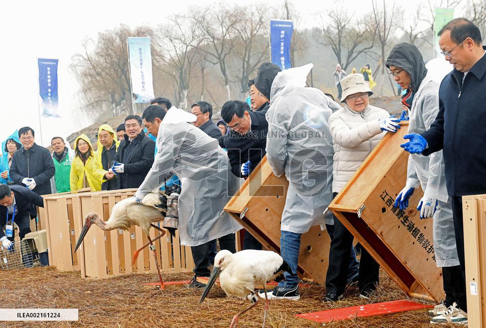 CHINA-ORIENTAL WHITE STORKS-RELEASE INTO WILD (CN)