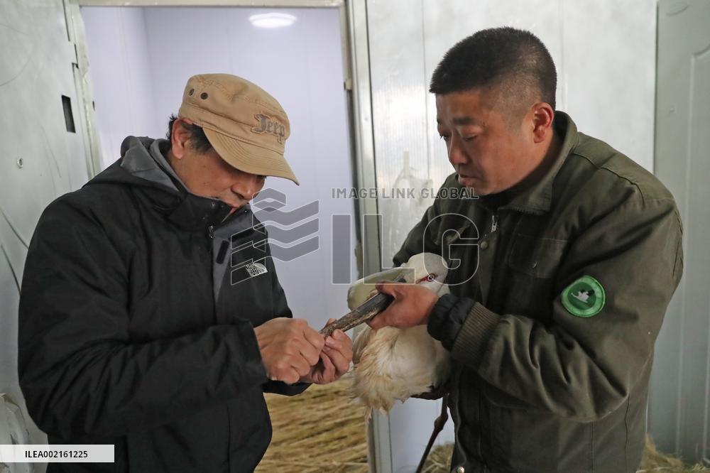 CHINA-ORIENTAL WHITE STORKS-RELEASE INTO WILD (CN)