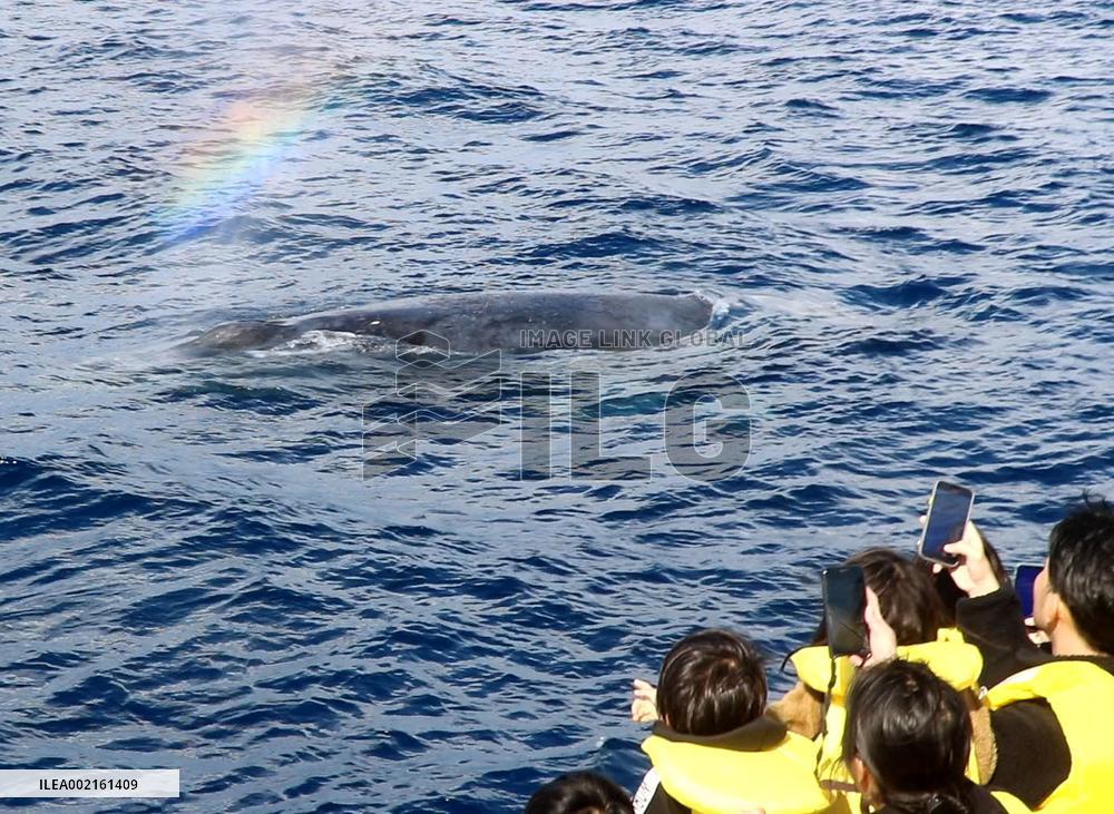 Whale watching tour off southwestern Japan