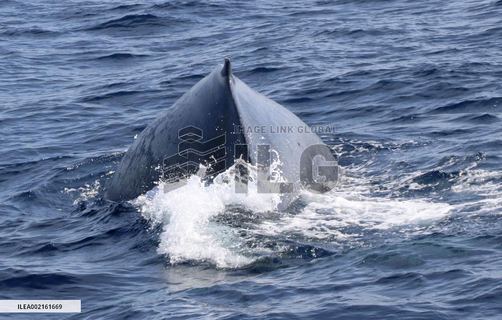 Whale watching tour off southwestern Japan