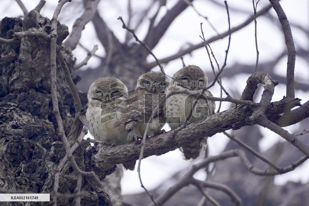 An Owls Is Sleeping On A Tree - Ajmer