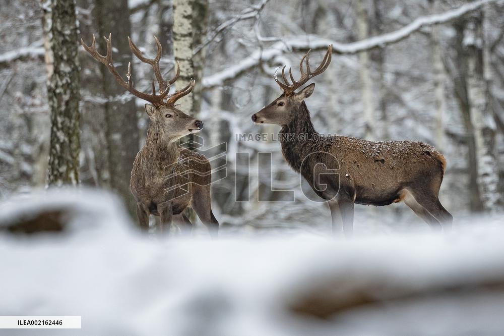 FRANCE-FOREST-SNOW
