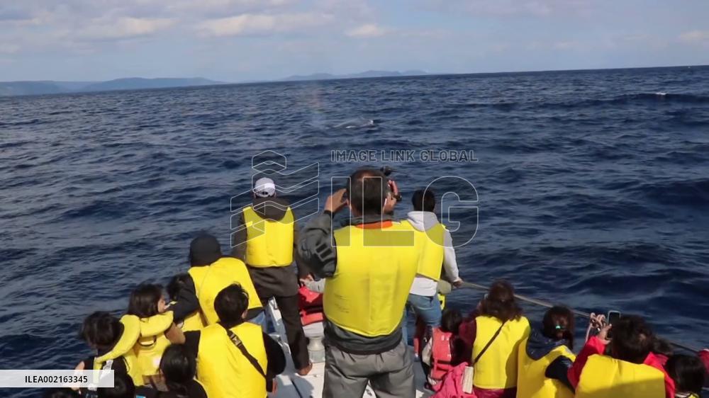 [Breaking News] Whale watching tour off southwestern Japan