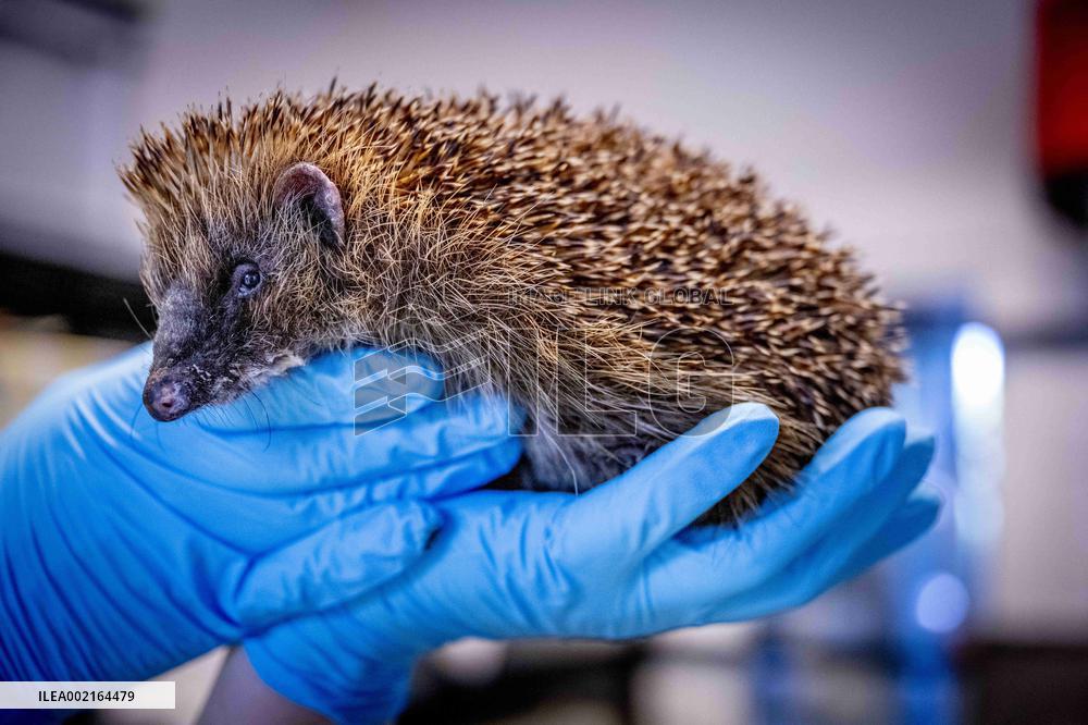Hedgehog Shelter - Papendrecht