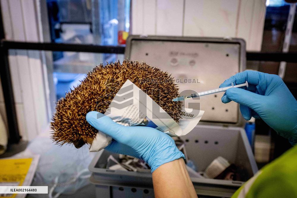 Hedgehog Shelter - Papendrecht