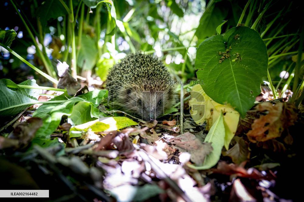Hedgehog Shelter - Papendrecht
