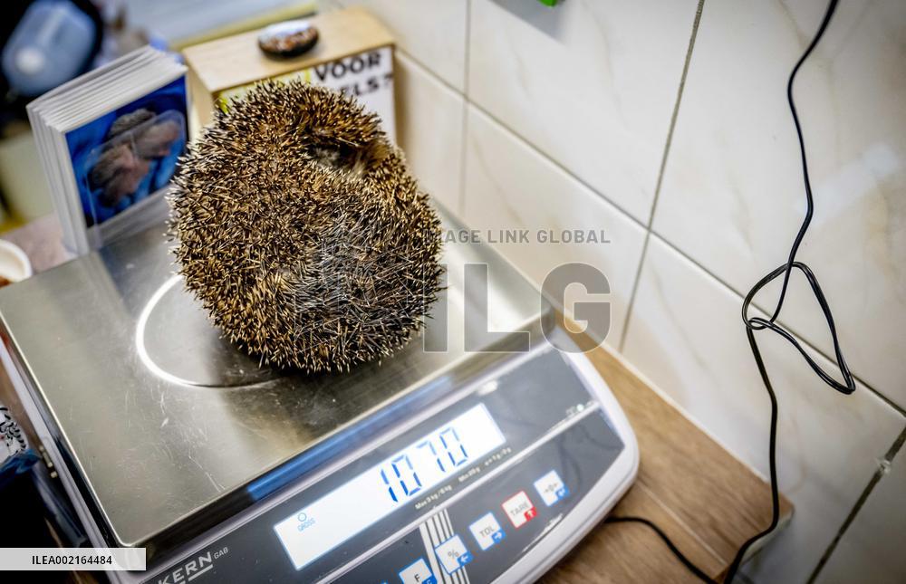 Hedgehog Shelter - Papendrecht