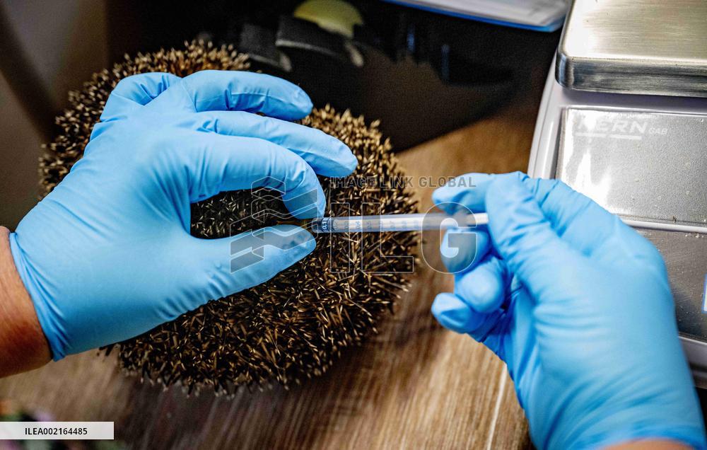 Hedgehog Shelter - Papendrecht