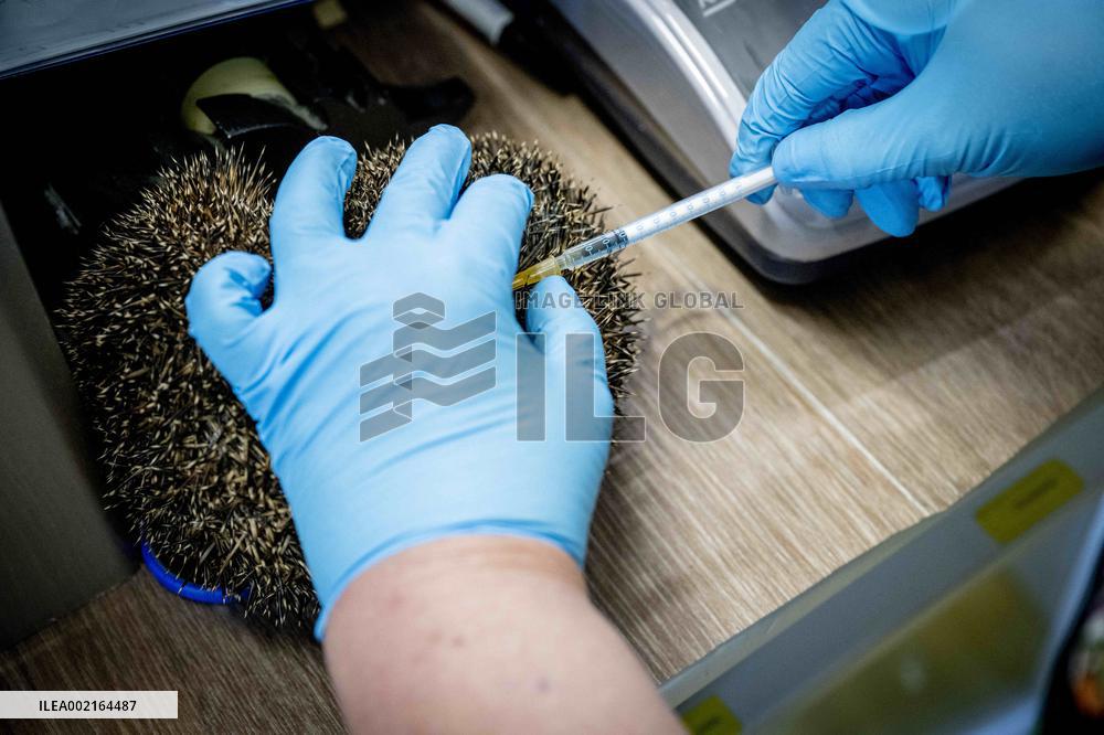 Hedgehog Shelter - Papendrecht