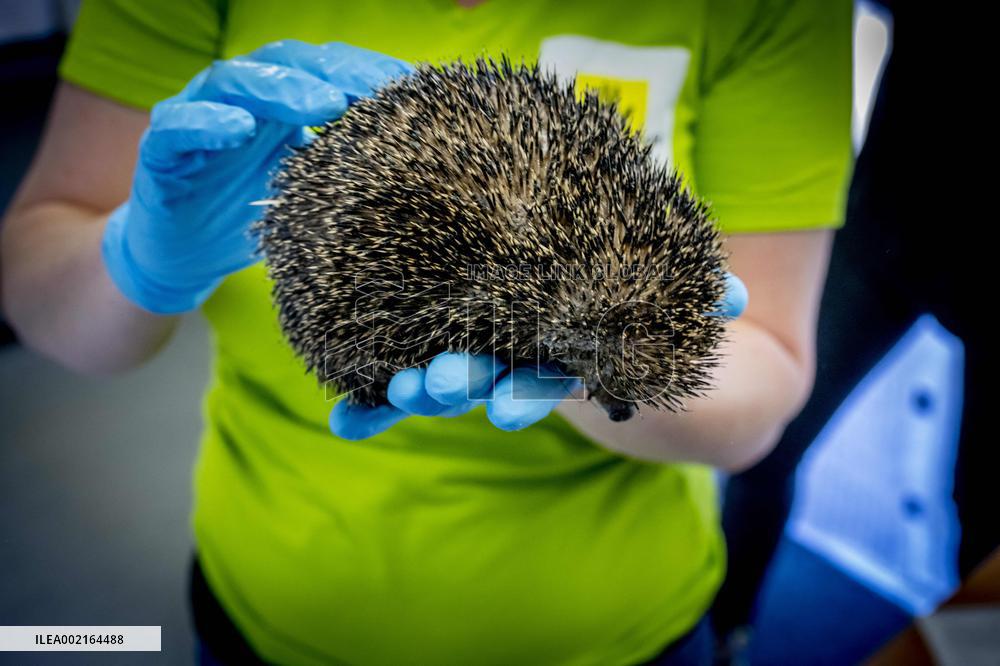 Hedgehog Shelter - Papendrecht