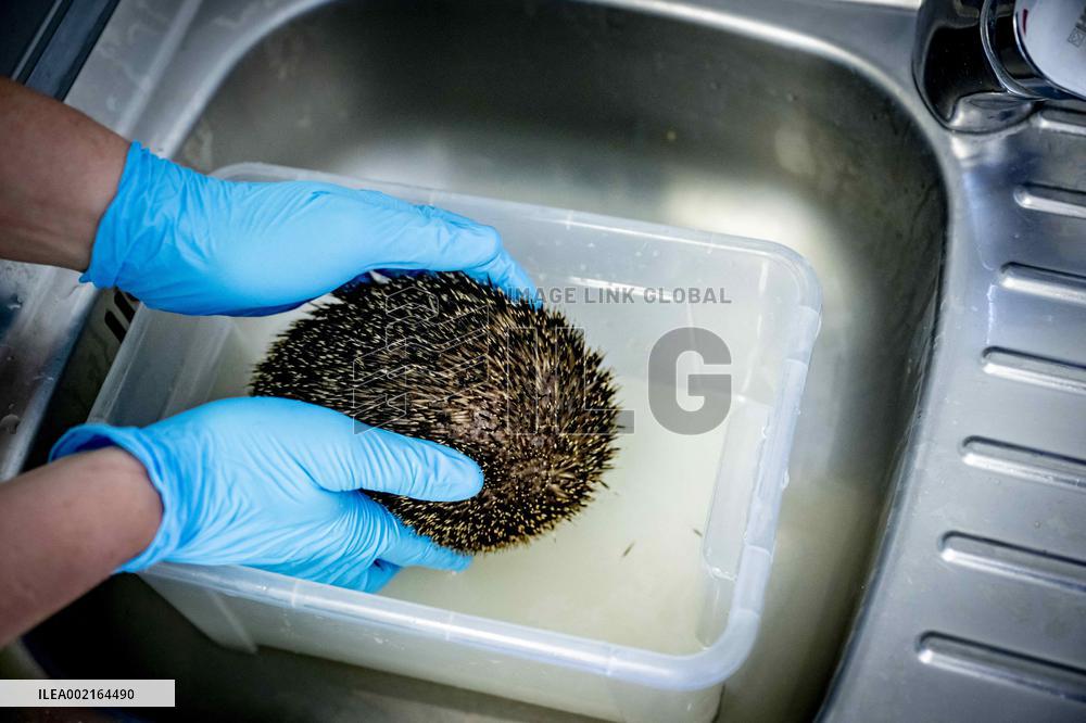 Hedgehog Shelter - Papendrecht