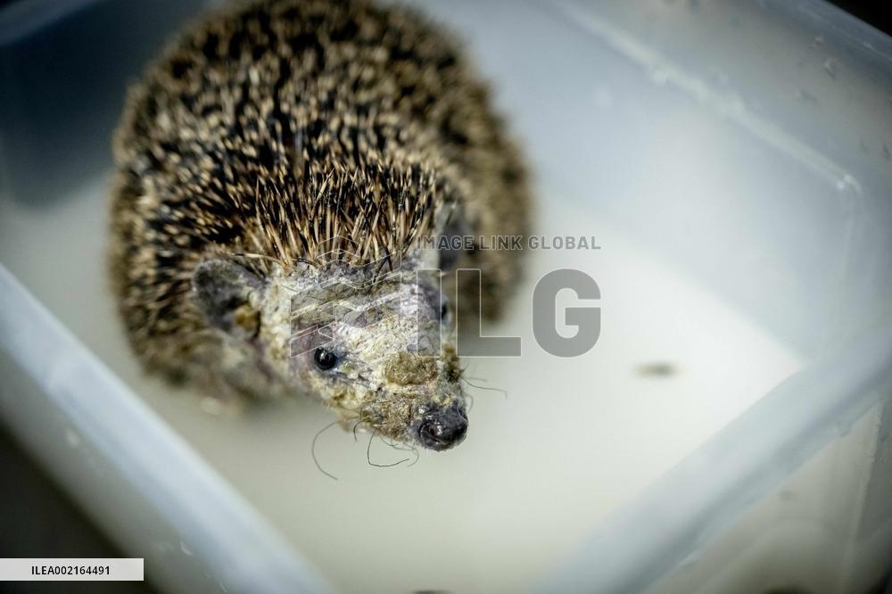 Hedgehog Shelter - Papendrecht