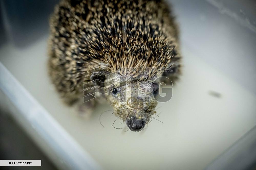 Hedgehog Shelter - Papendrecht