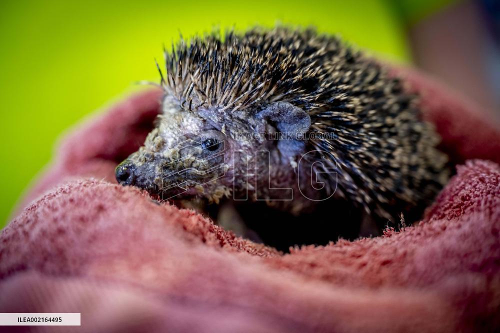 Hedgehog Shelter - Papendrecht