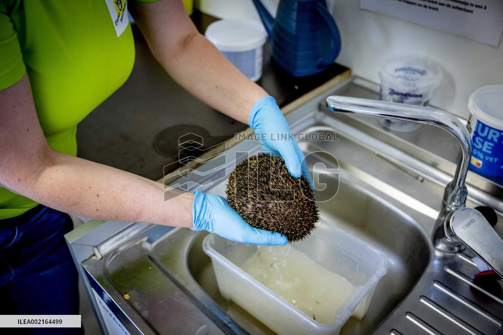 Hedgehog Shelter - Papendrecht