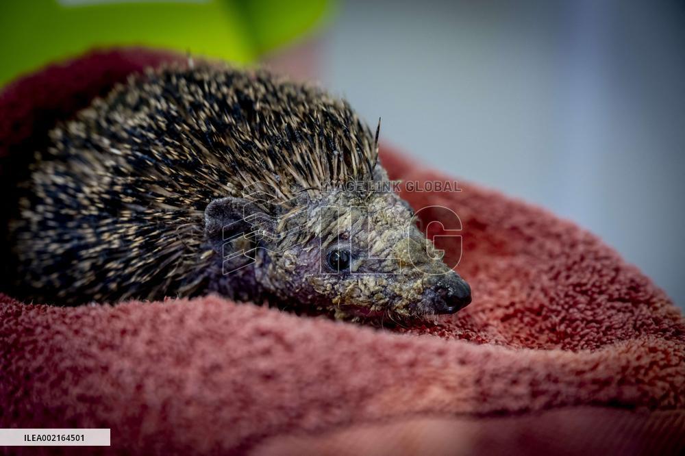 Hedgehog Shelter - Papendrecht