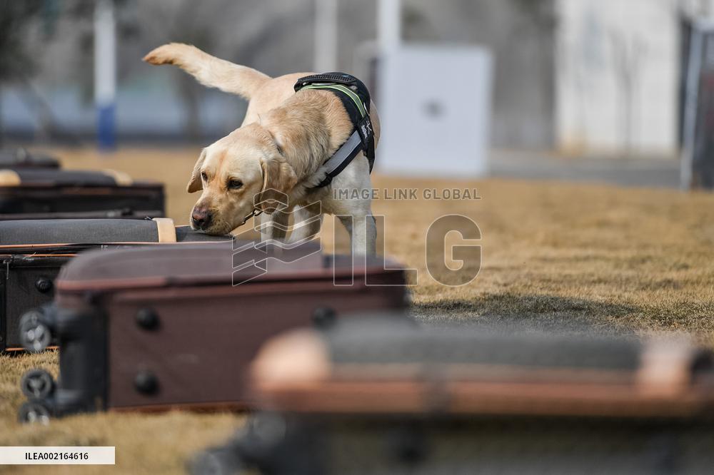 CHINA-HUBEI-HUANGSHI-POLICE DOG-TRAINING (CN)