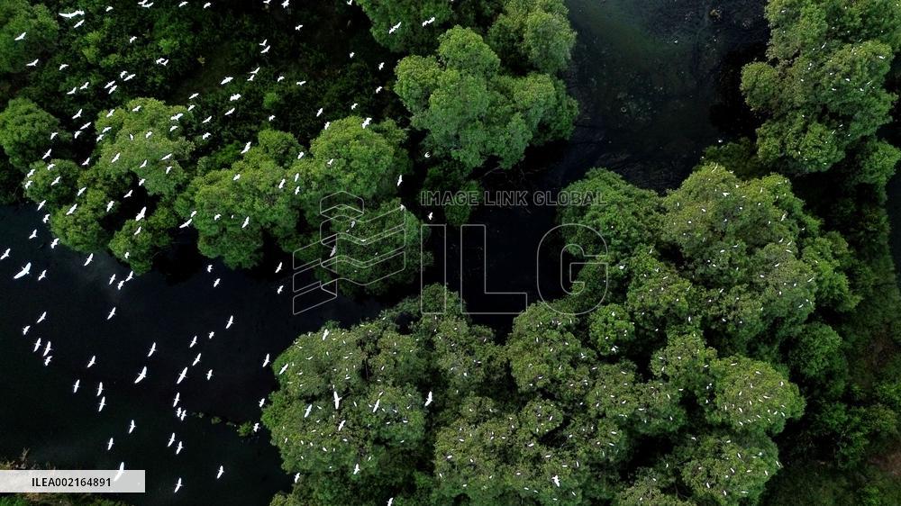 INDONESIA-LHOKSEUMAWE-EGRETS