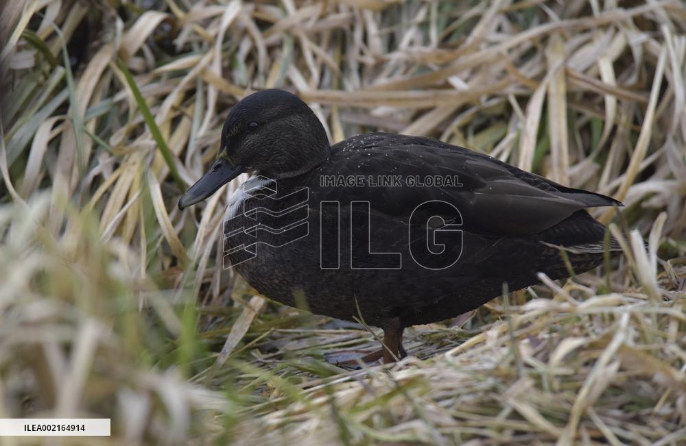 Wild ducks on Vyshenske Lake in Vinnytsia