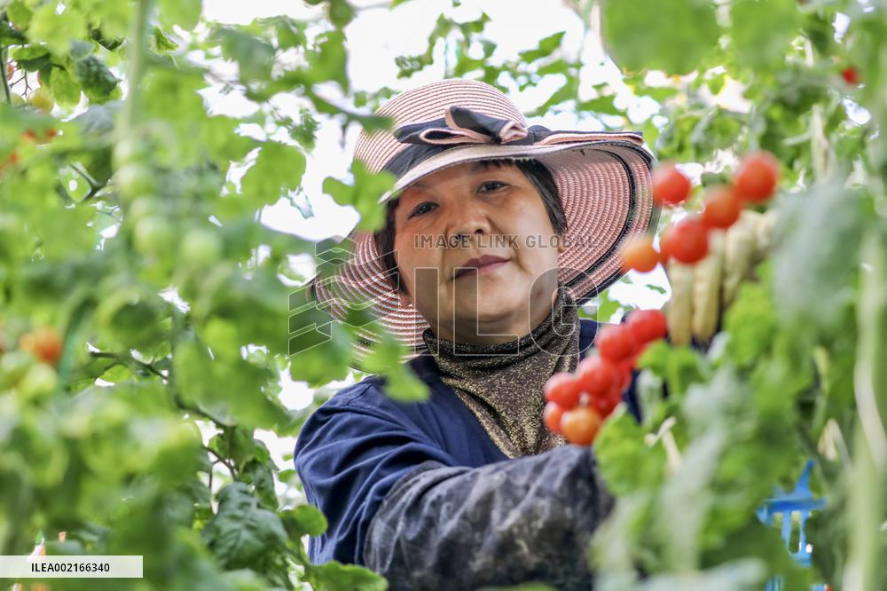 A Smart Farm in Kunshan