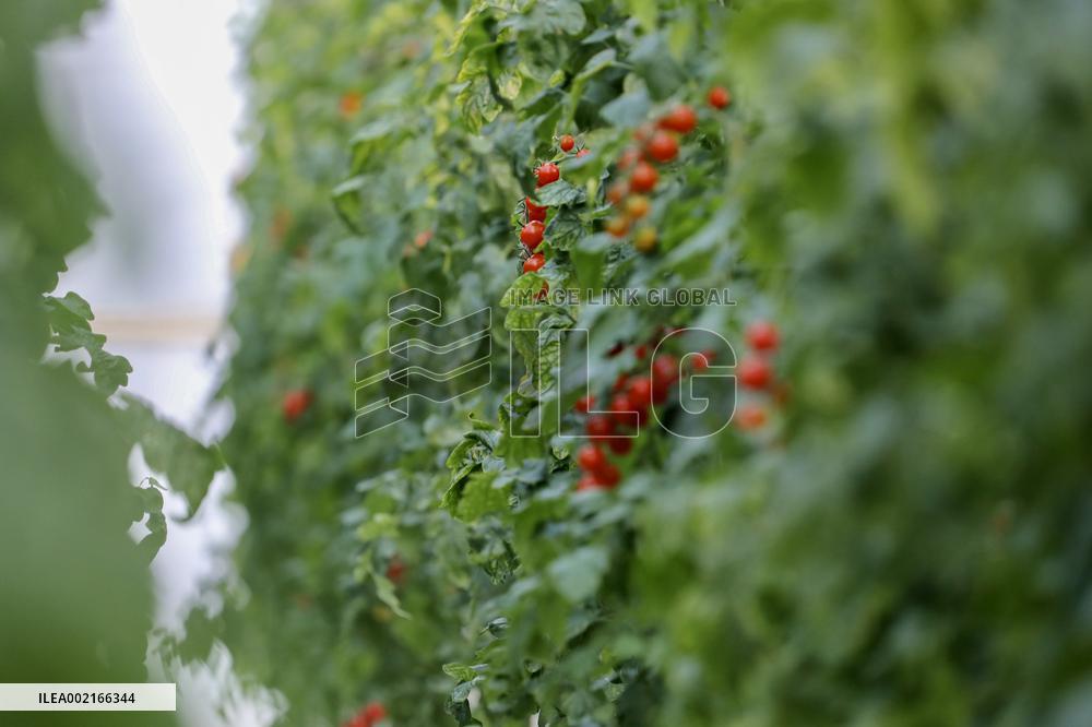 A Smart Farm in Kunshan