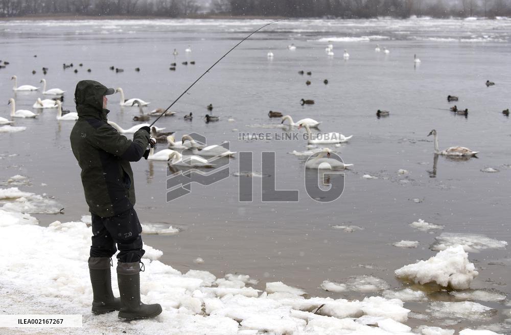 Swans on Dnipro embankment in Kyiv