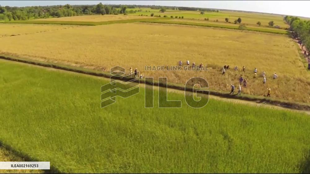 Cambodia makes 466 mln USD from milled rice export in 2023