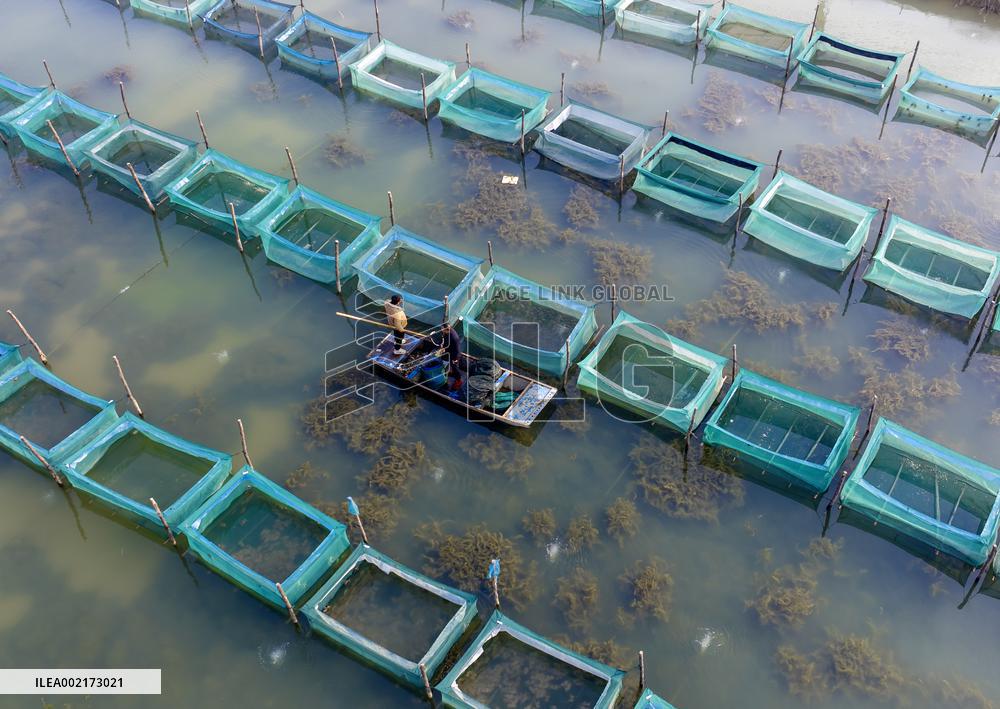 Crab Farming Industry