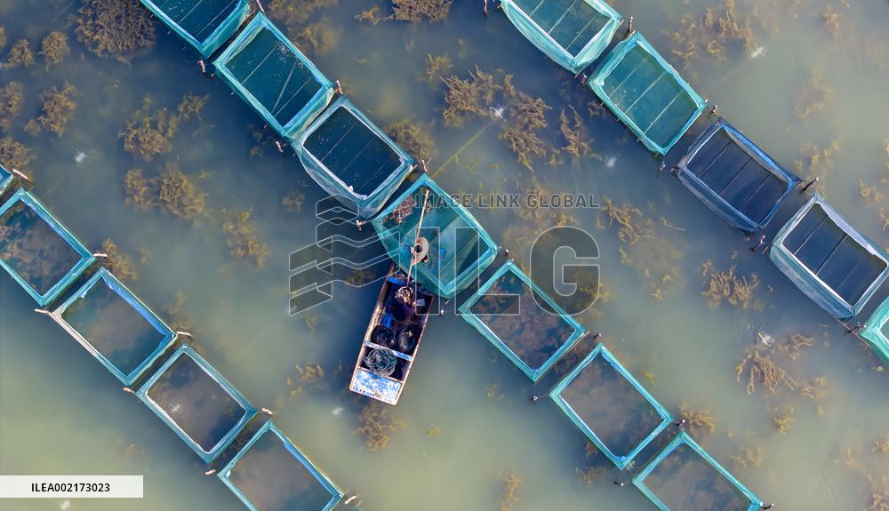 Crab Farming Industry