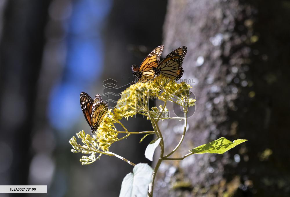 MEXICO-TEMASCALTEPEC-MONARCH BUTTERFLY