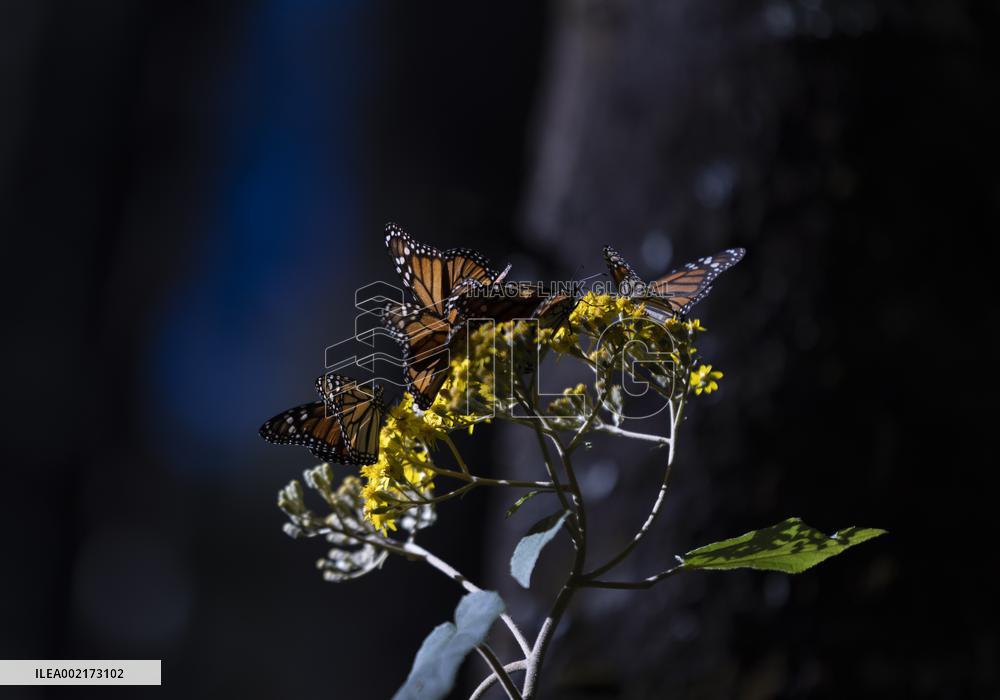 MEXICO-TEMASCALTEPEC-MONARCH BUTTERFLY
