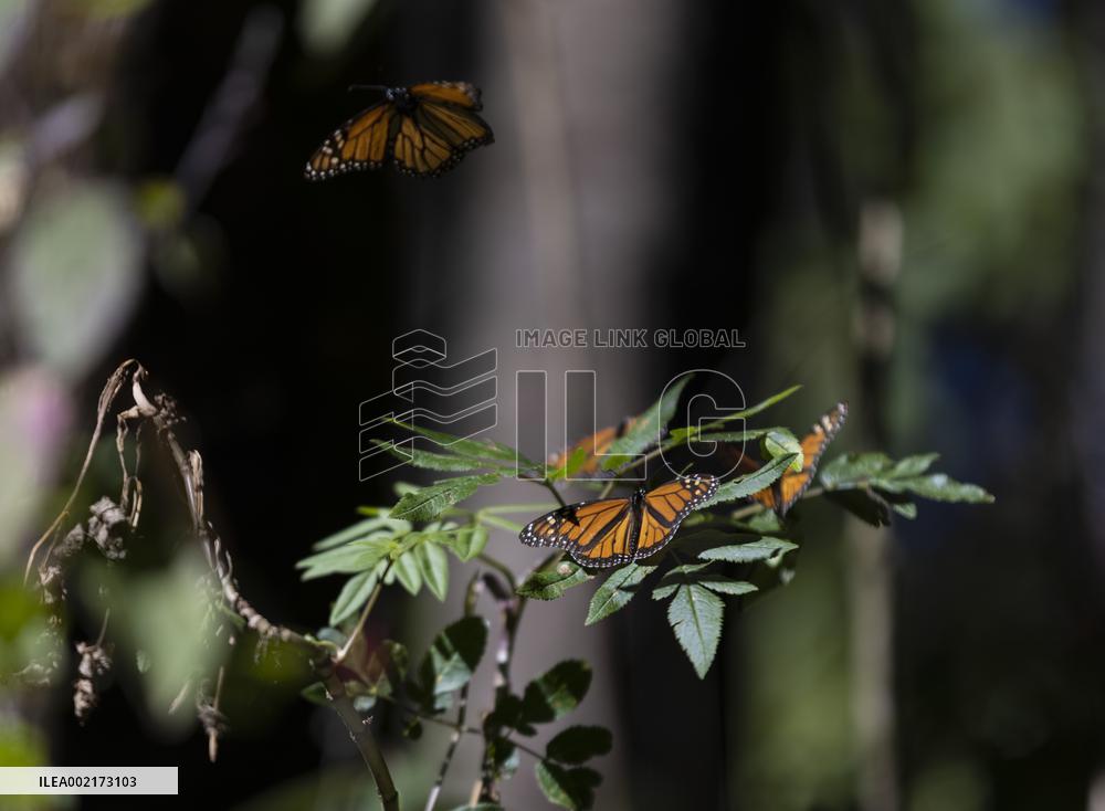 MEXICO-TEMASCALTEPEC-MONARCH BUTTERFLY