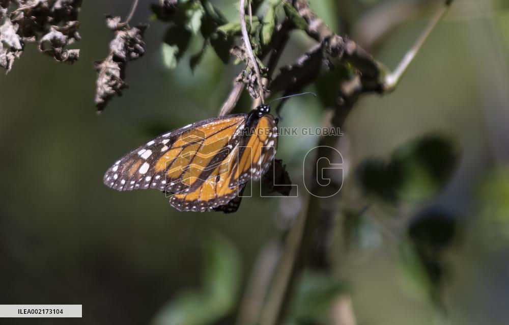 MEXICO-TEMASCALTEPEC-MONARCH BUTTERFLY