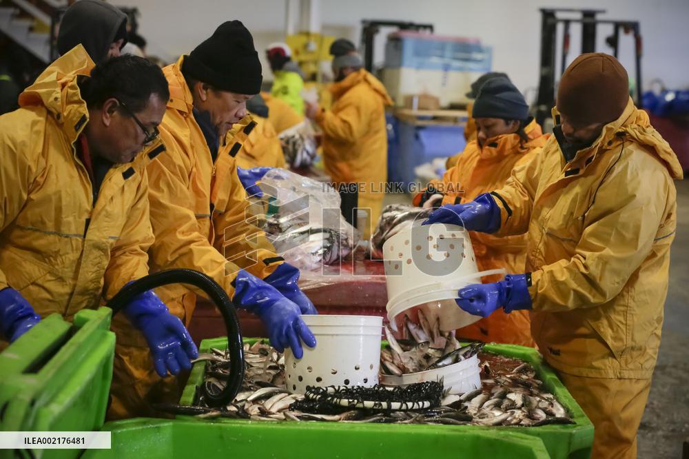 CANADA-RICHMOND-HERRING SALE