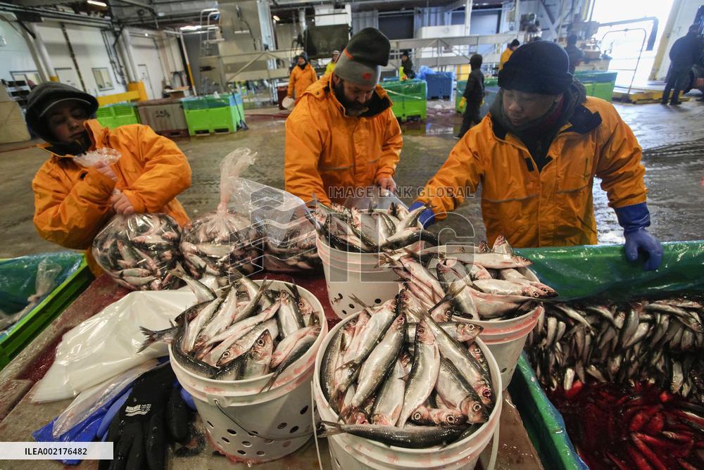 CANADA-RICHMOND-HERRING SALE