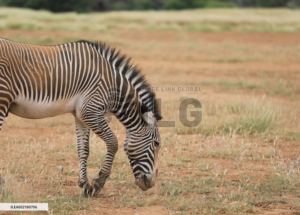 KENYA-SAMBURU-NATIONAL RESERVE