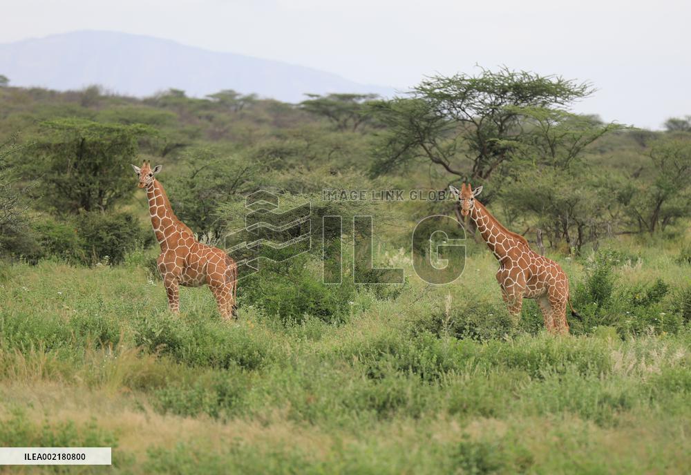 KENYA-SAMBURU-NATIONAL RESERVE