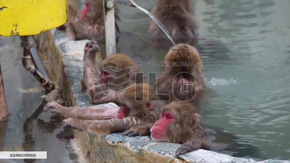 [Breaking News]Japanese monkeys in hot spring