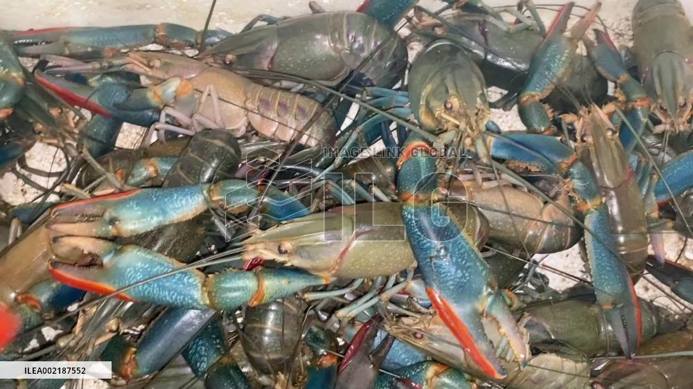 Rural areas in China's Xinjiang develop Australian freshwater crayfish farming