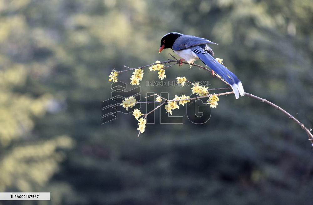 Red-billed Blue Magpie