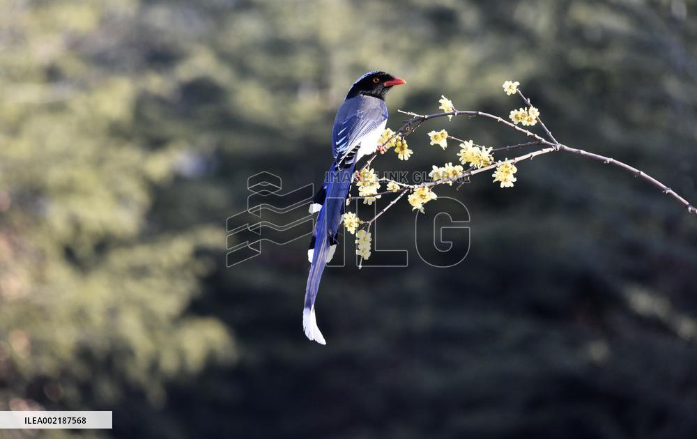 Red-billed Blue Magpie