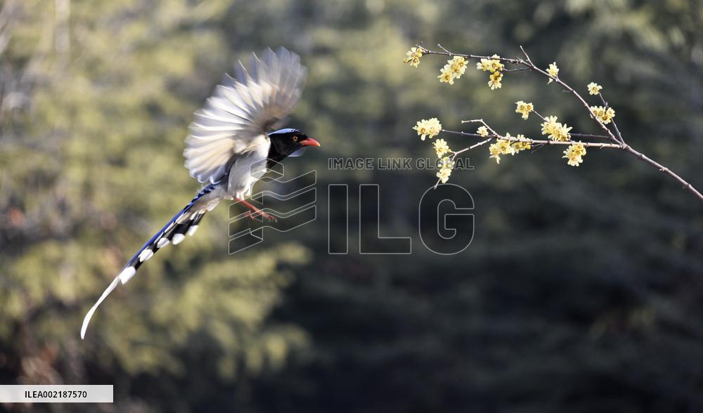 Red-billed Blue Magpie