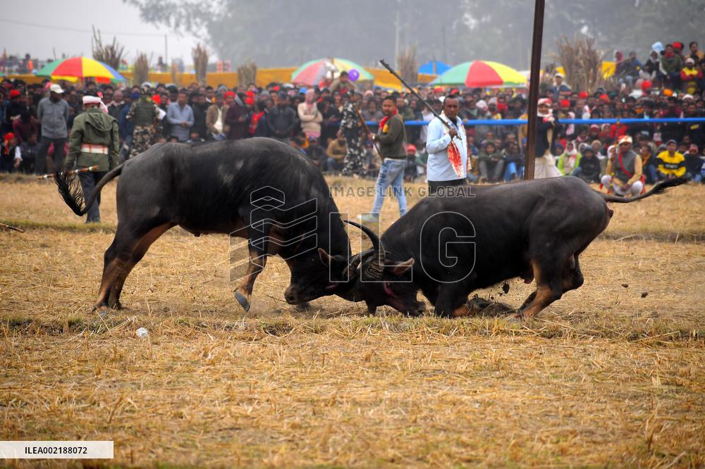 INDIA-ASSAM-MORIGAON-BHOGALI BIHU-BUFFALO FIGHT