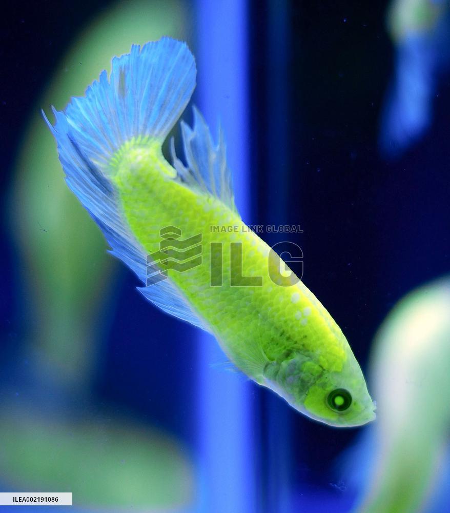 Confiscated tropical fish